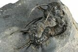 Spiny Ceratarges Trilobite - Zireg, Morocco #354426-4